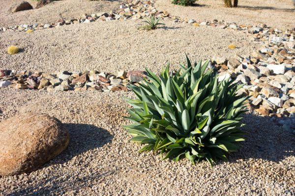 Xeriscaping Service in Collierville
