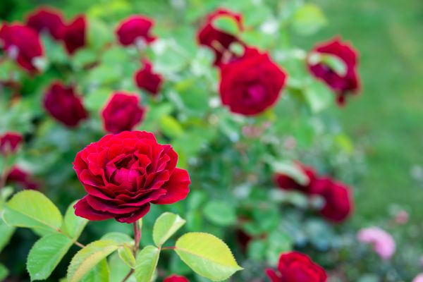 Rose Planting in Collierville