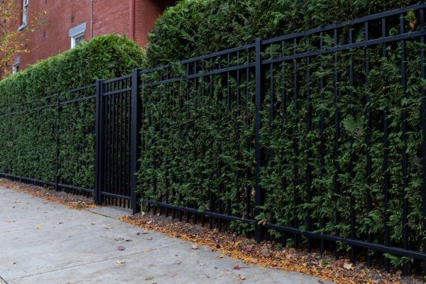 Privacy Hedge Installation in Collierville