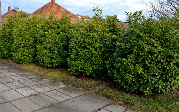 Privacy Shrub Installation in Collierville