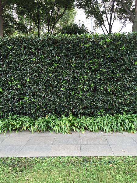 Privacy Shrub Planting in Collierville