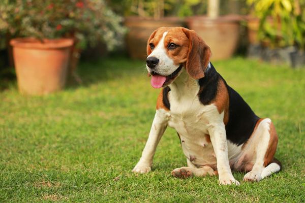 Dog Friendly Landscaping in Collierville