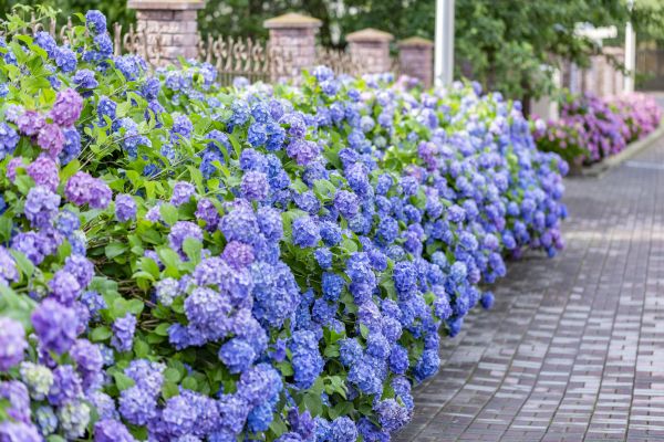 Hydrangea Landscaping in Collierville