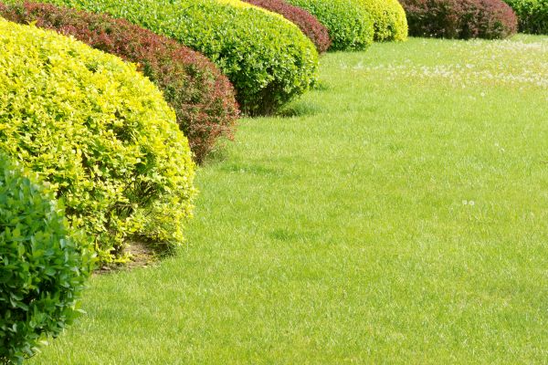 Shrubbery Planting in Collierville