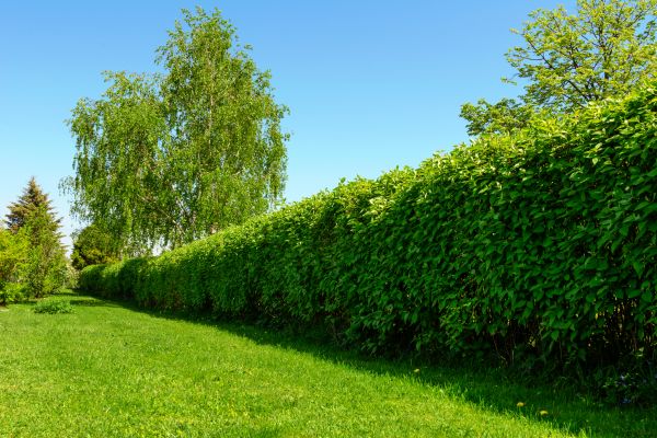Hedge Replacement in Collierville