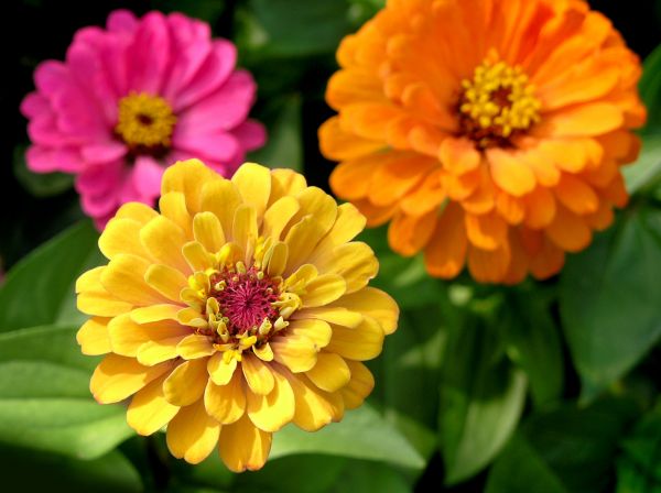 Zinnia Planting in Collierville