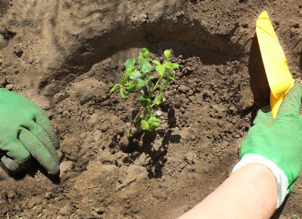 Rose Bush Planting in Collierville