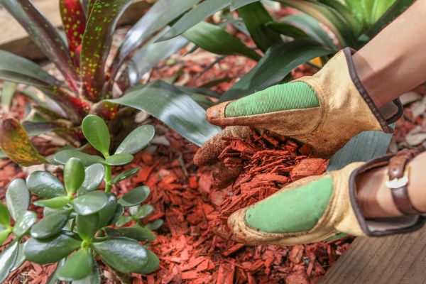 Residential Mulching in Collierville