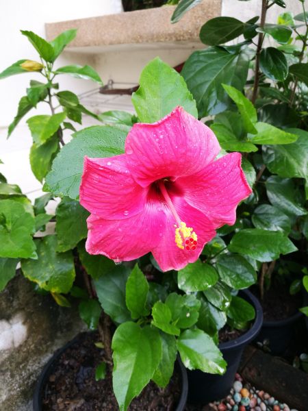 Hibiscus Planting in Collierville