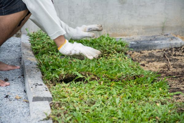 Ground Cover Planting in Collierville
