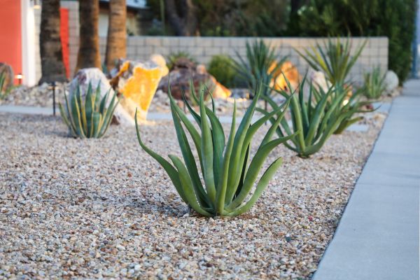 Drought Resistant Landscaping in Collierville