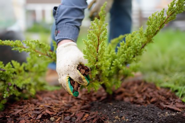Church Mulching in Collierville