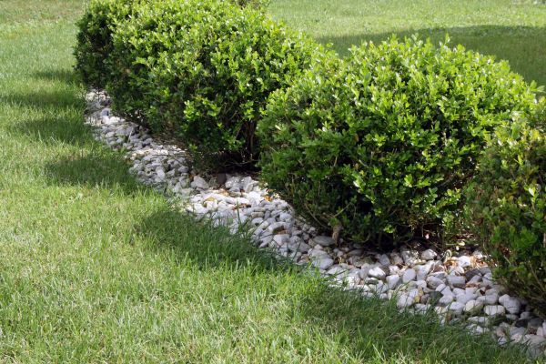 Boxwood Planting in Collierville