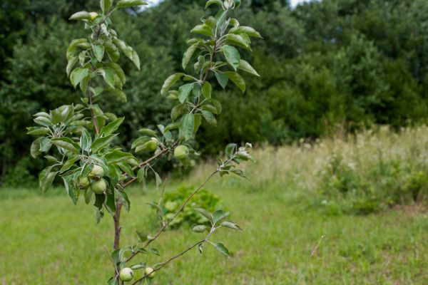 Apple Tree Planting in Collierville
