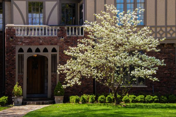 Dogwood Tree Planting in Collierville
